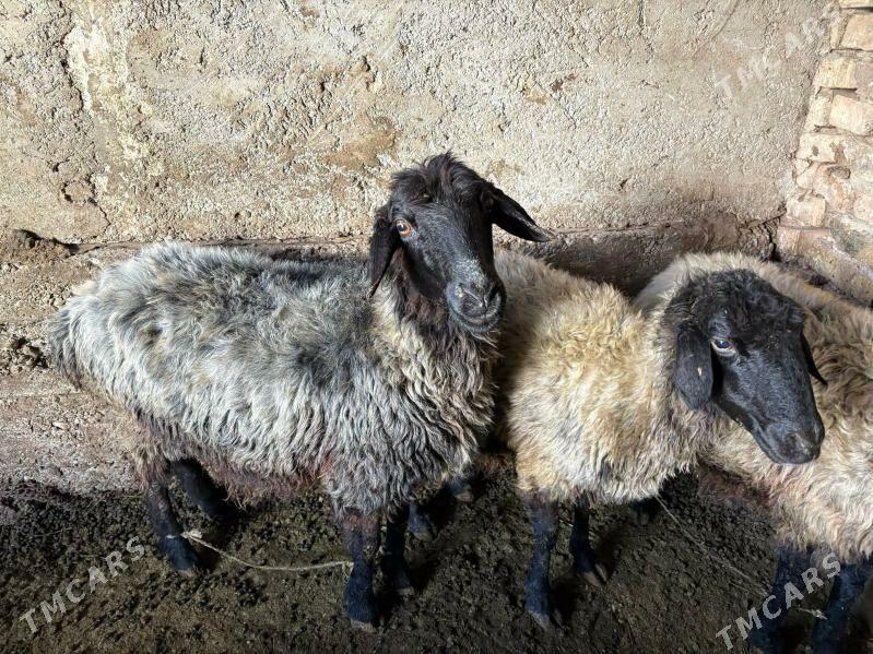 Goýun - Gagarin köç, köne Howa menzili - img 3