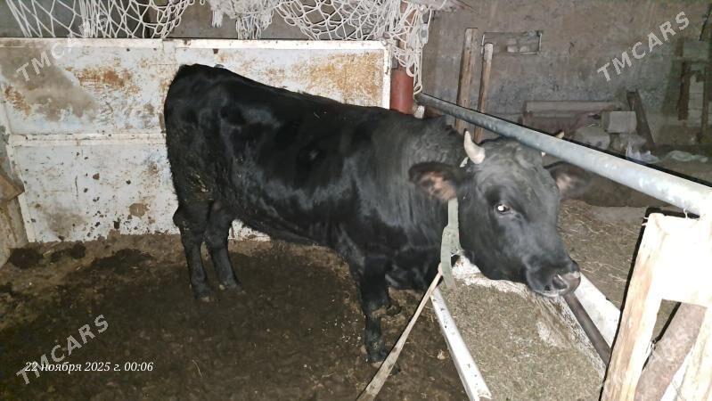 Öküz - Aşgabat - img 2