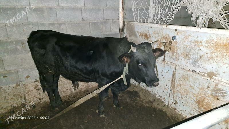 Öküz - Aşgabat - img 3