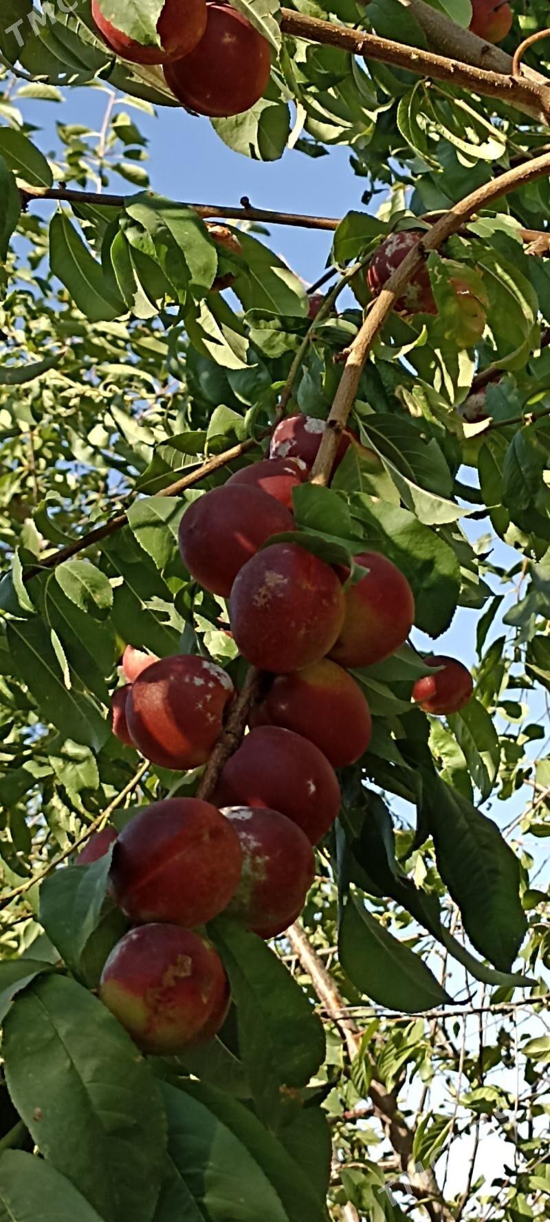 MELLEK YER - Махтумкули - img 5