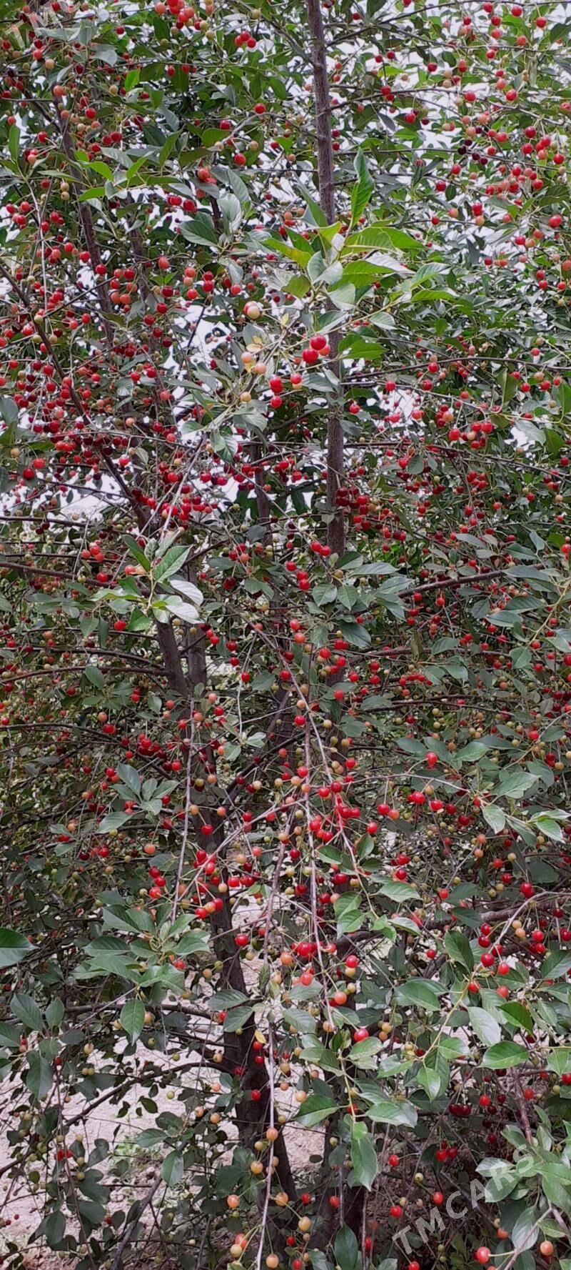 MELLEK YER - Махтумкули - img 4