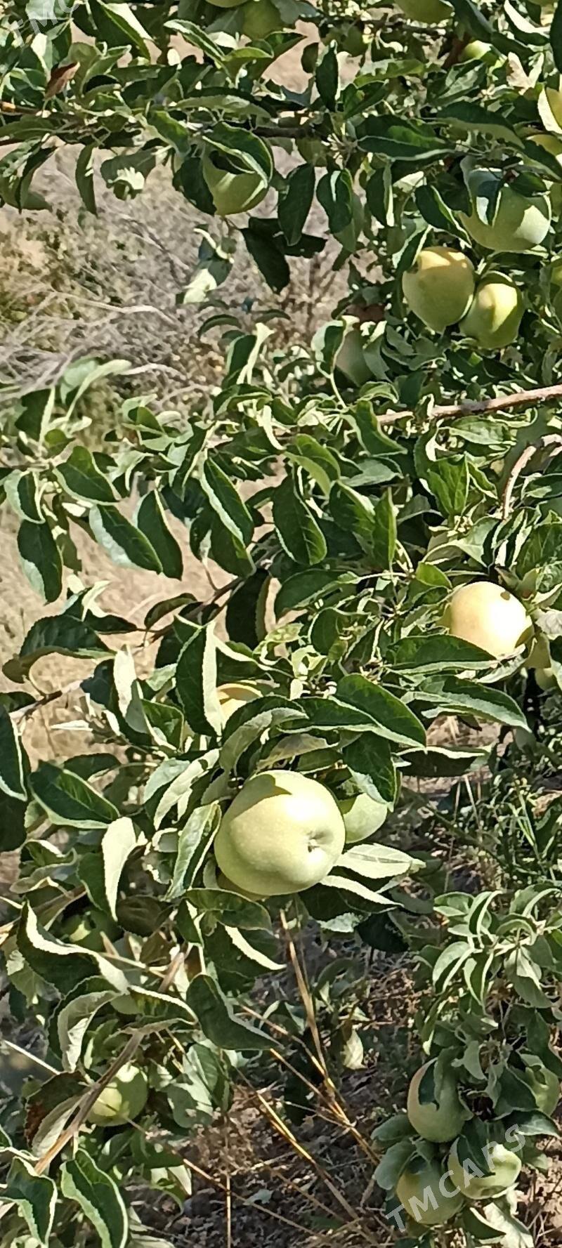 MELLEK YER - Махтумкули - img 9