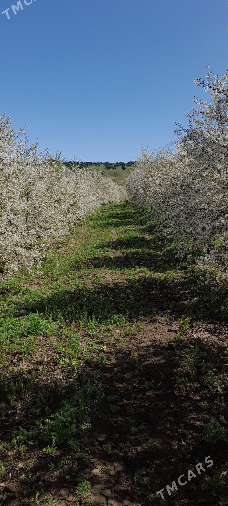 MELLEK YER - Махтумкули - img 6