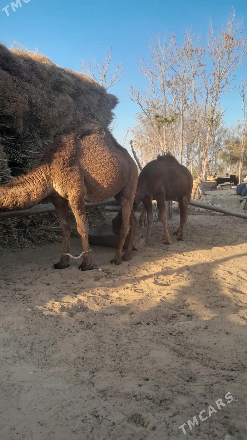 owsuk - Bedew - img 2