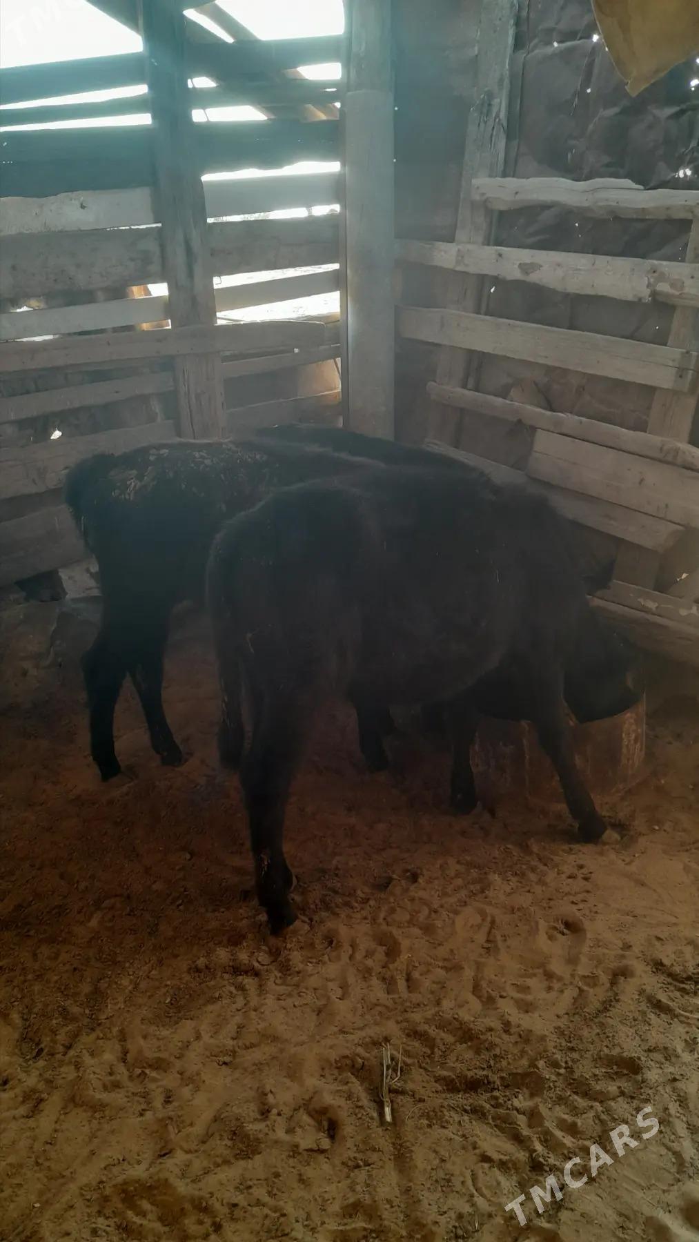 tuwe - Bedew - img 2