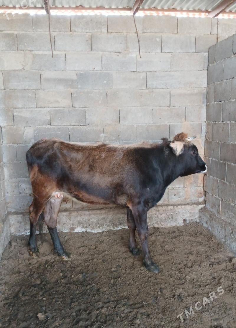 sygyr - Bagyr - img 2