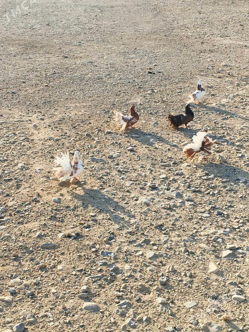 Satlyk kepderi - Гызыларбат - img 2