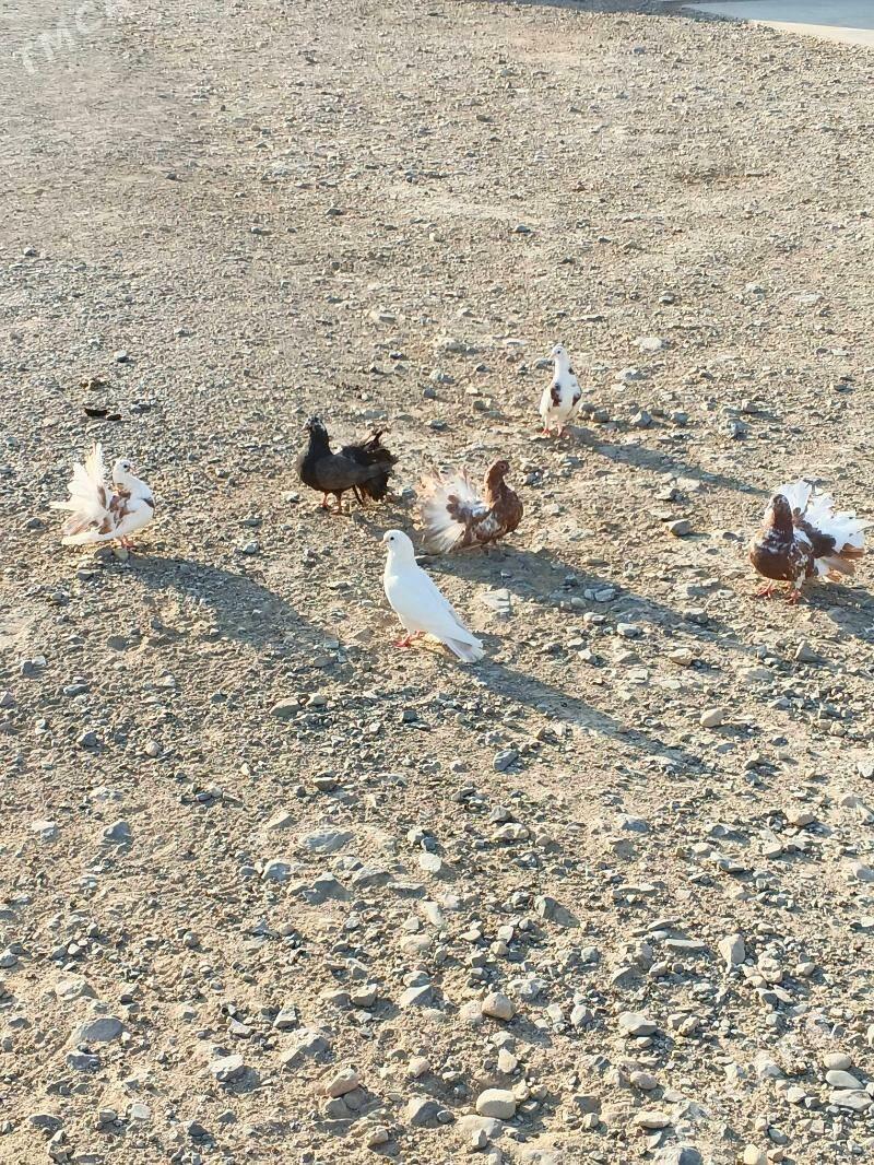 Satlyk kepderi - Гызыларбат - img 3