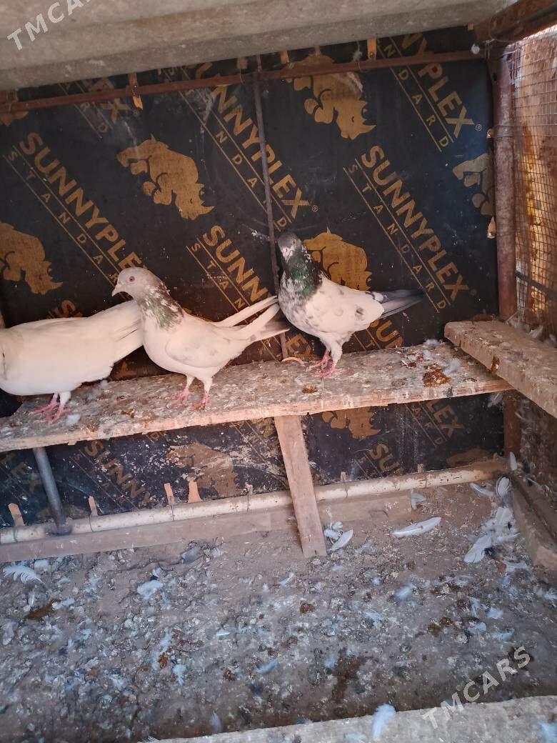 Kepderi - Шатлык - img 3