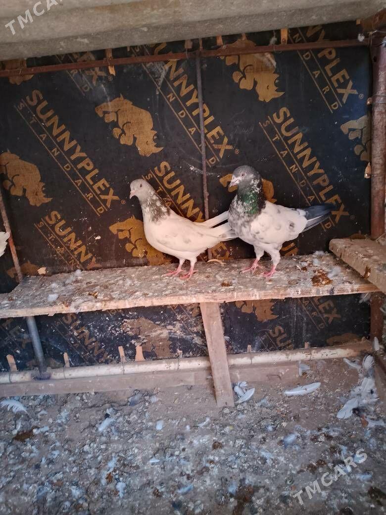 Kepderi - Шатлык - img 2