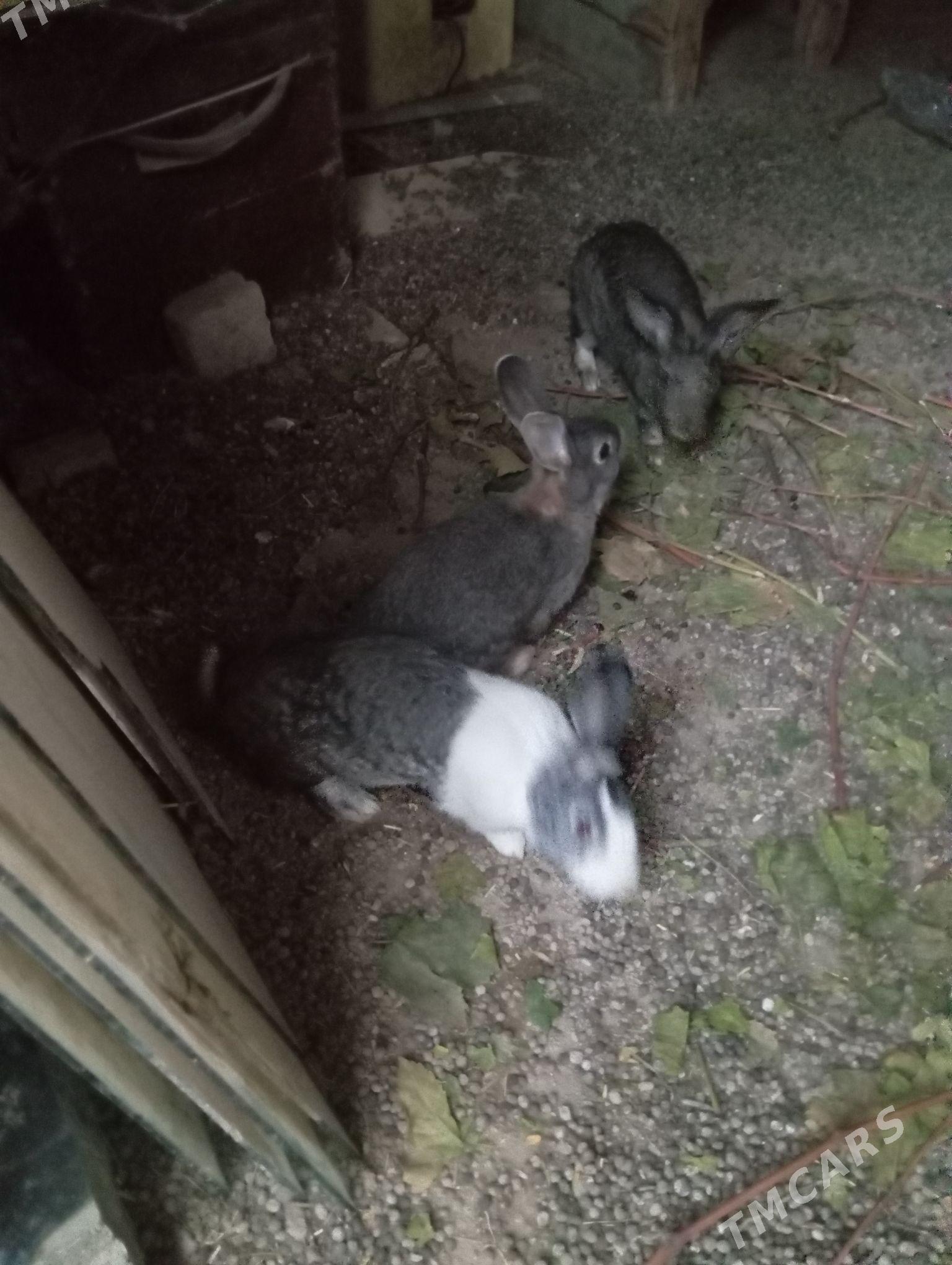 кролики - Daşoguz - img 3