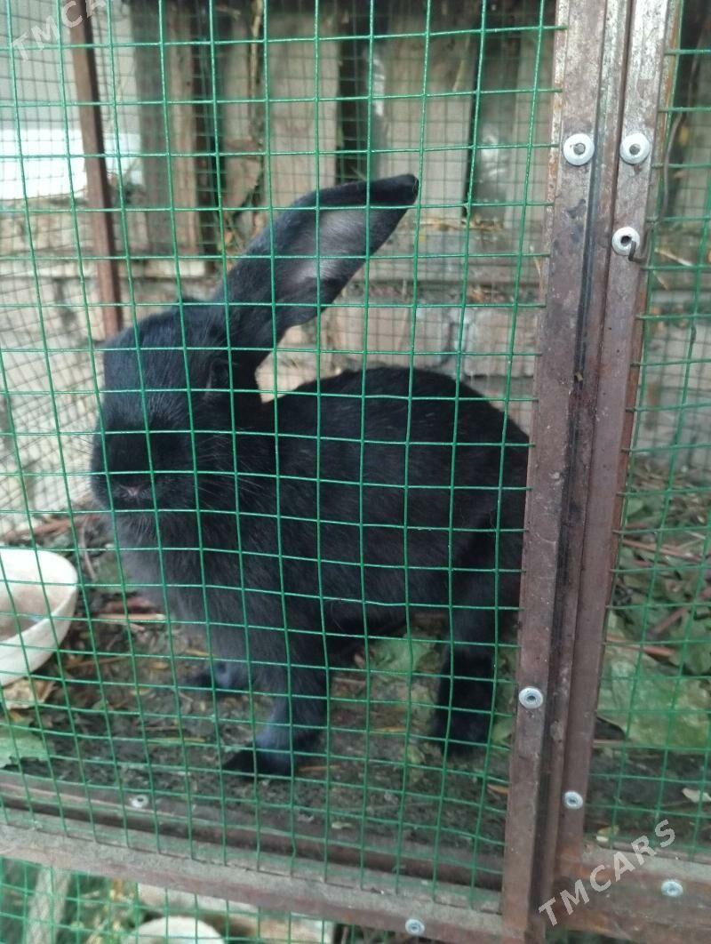 кролики - Daşoguz - img 2