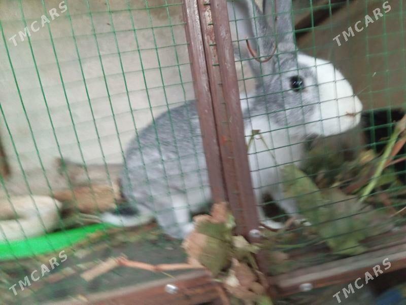 кролики - Daşoguz - img 4