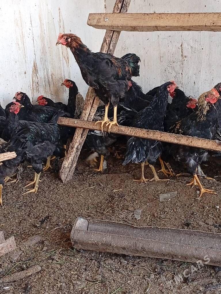 гигант хоразлар - Çärjew - img 2