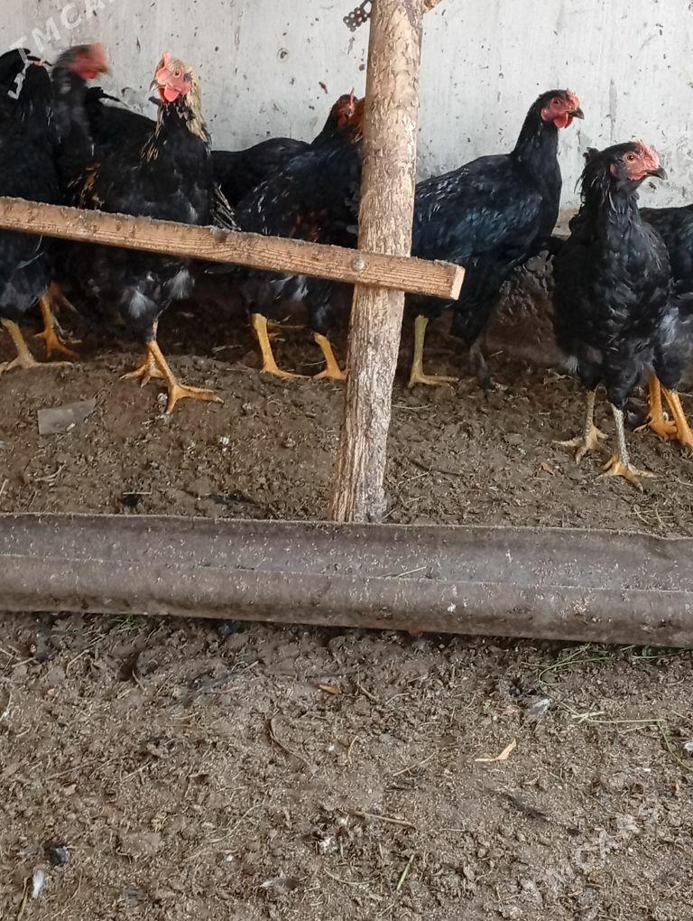 гигант хоразлар - Çärjew - img 1