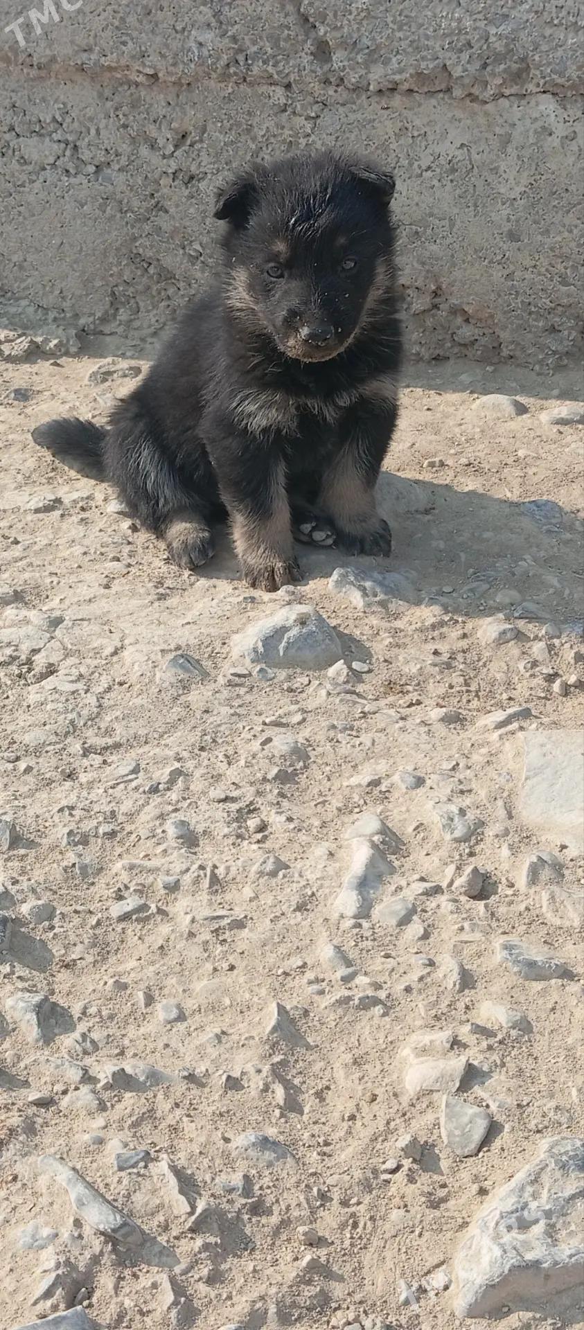 Awçarka güjügi - Aşgabat - img 1