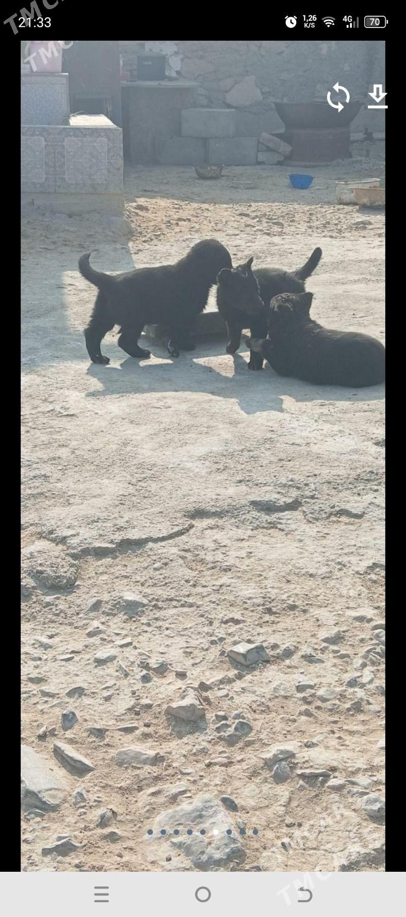 Awçarka güjügi - Aşgabat - img 3