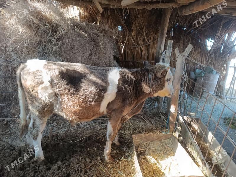 голели сыгыр - Халач - img 3