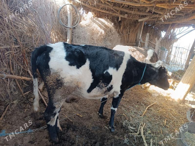 голели сыгыр - Халач - img 1