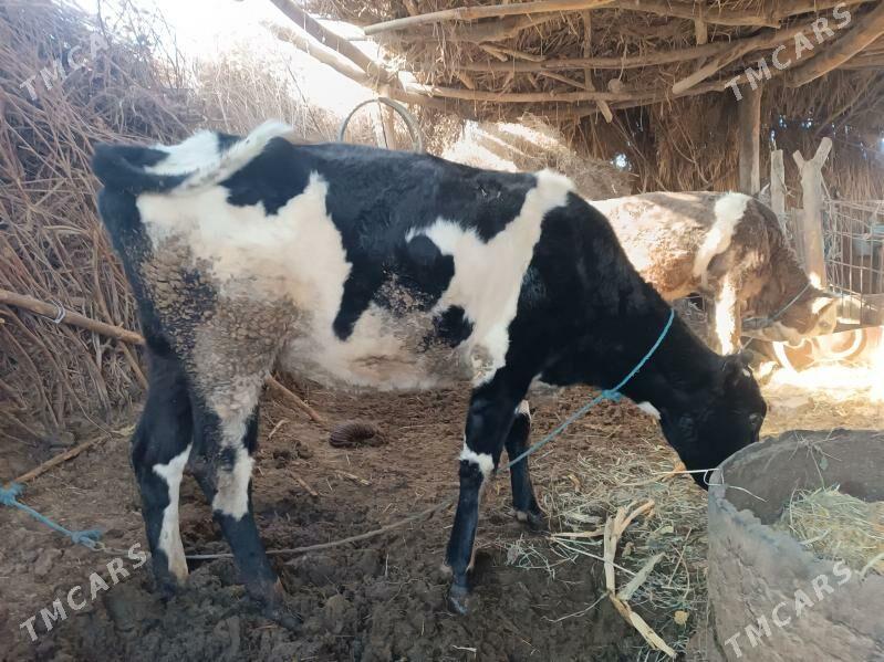 голели сыгыр - Халач - img 2