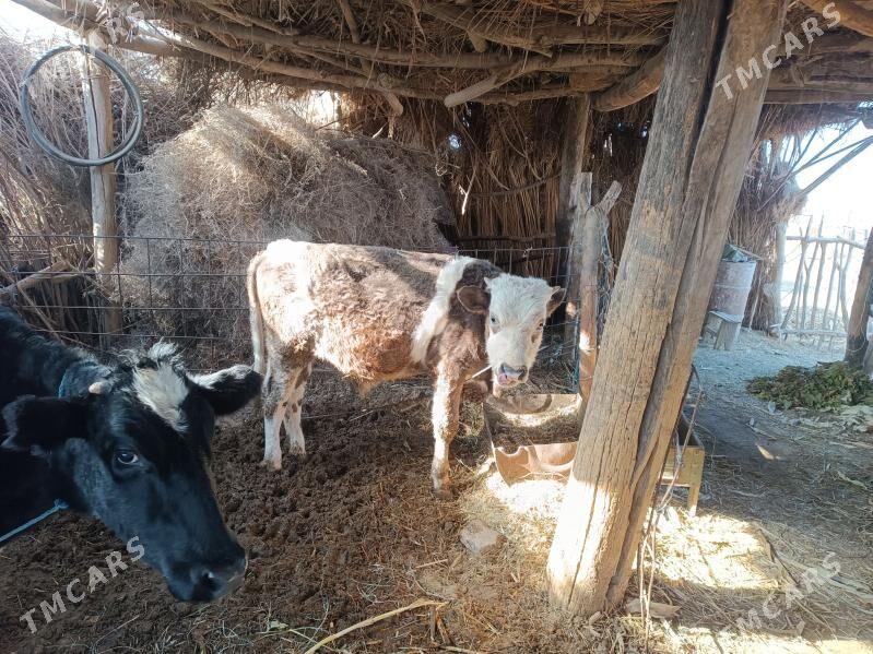 голели сыгыр - Халач - img 4