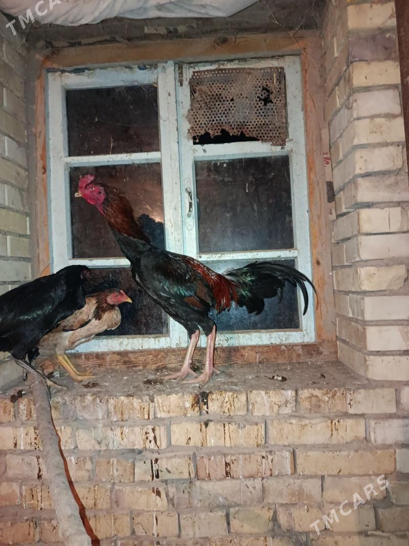 horaz towuk - Каракумский этрап - img 2