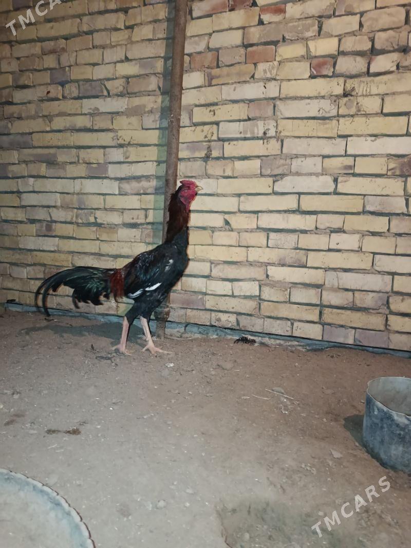 horaz towuk - Каракумский этрап - img 4