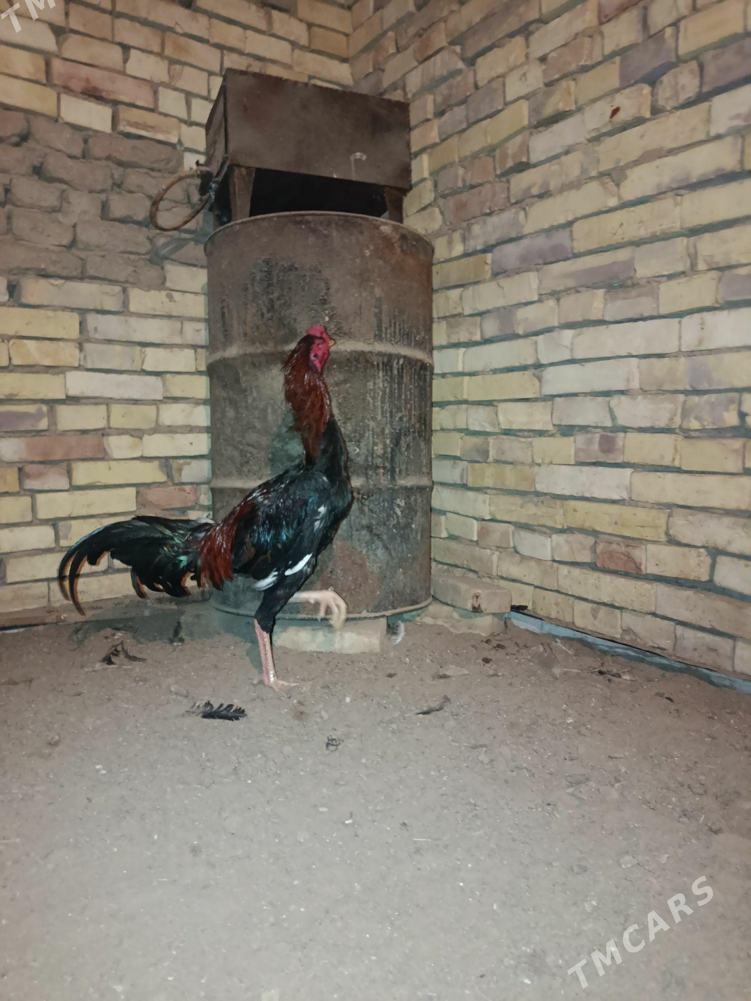 horaz towuk - Каракумский этрап - img 3