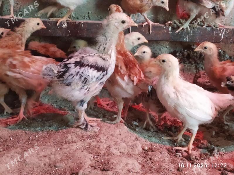 2 Aylyk JUJE - Gyzylarbat - img 2