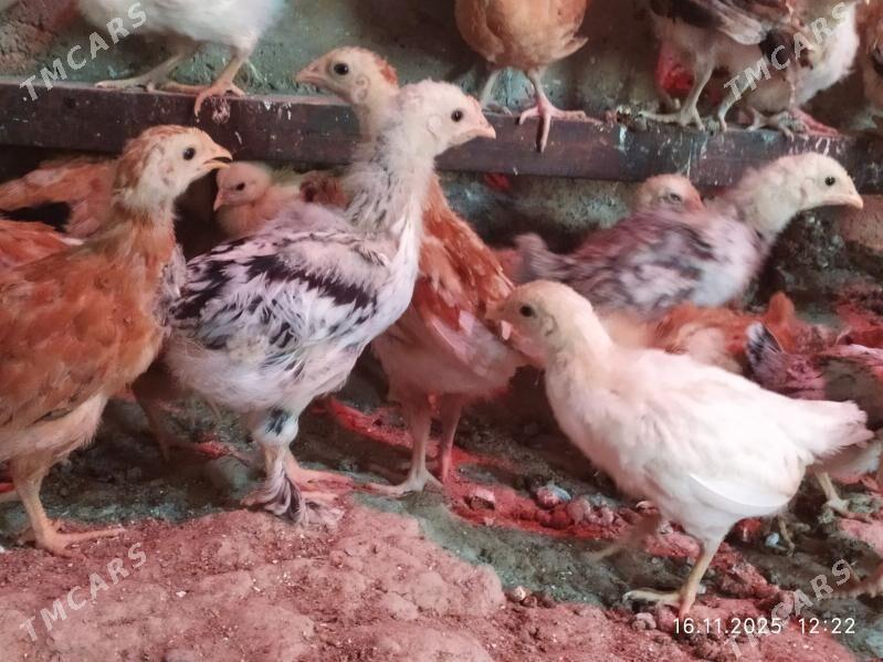 2 Aylyk JUJE - Gyzylarbat - img 1