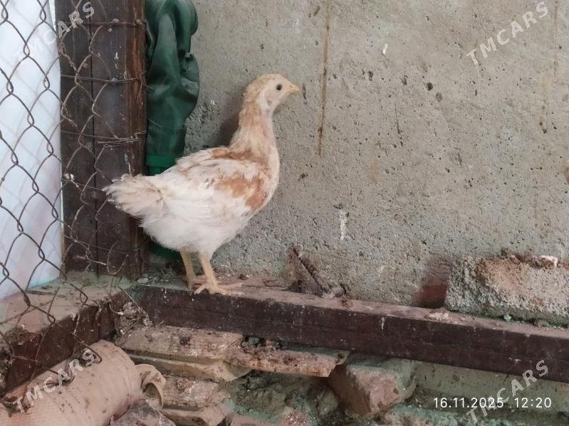 2 Aylyk JUJE - Gyzylarbat - img 3