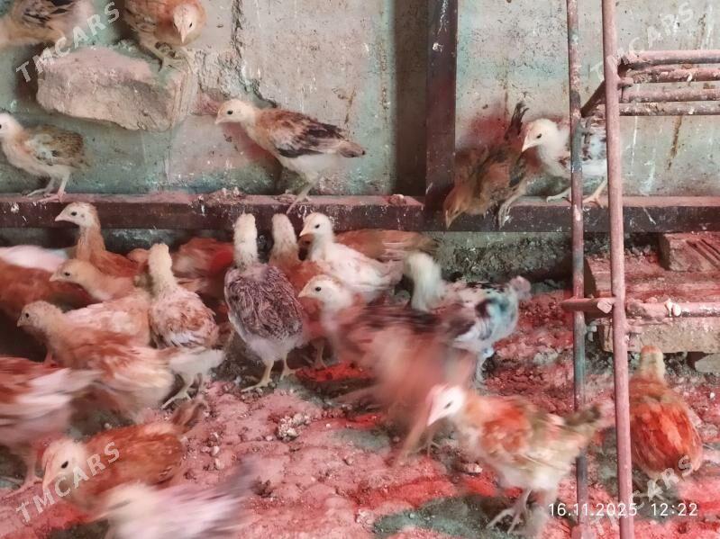 2 Aylyk JUJE - Gyzylarbat - img 5