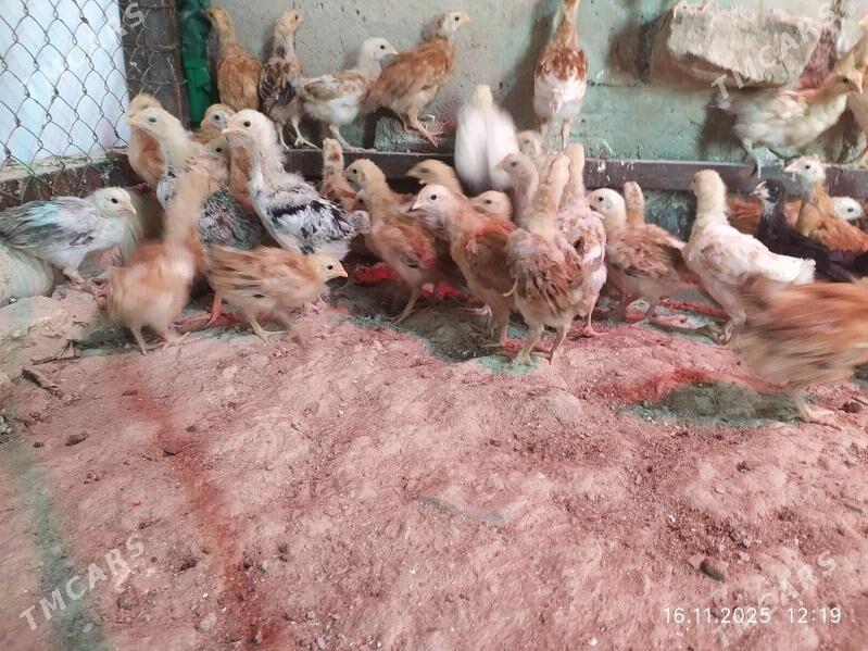 2 Aylyk JUJE - Gyzylarbat - img 4