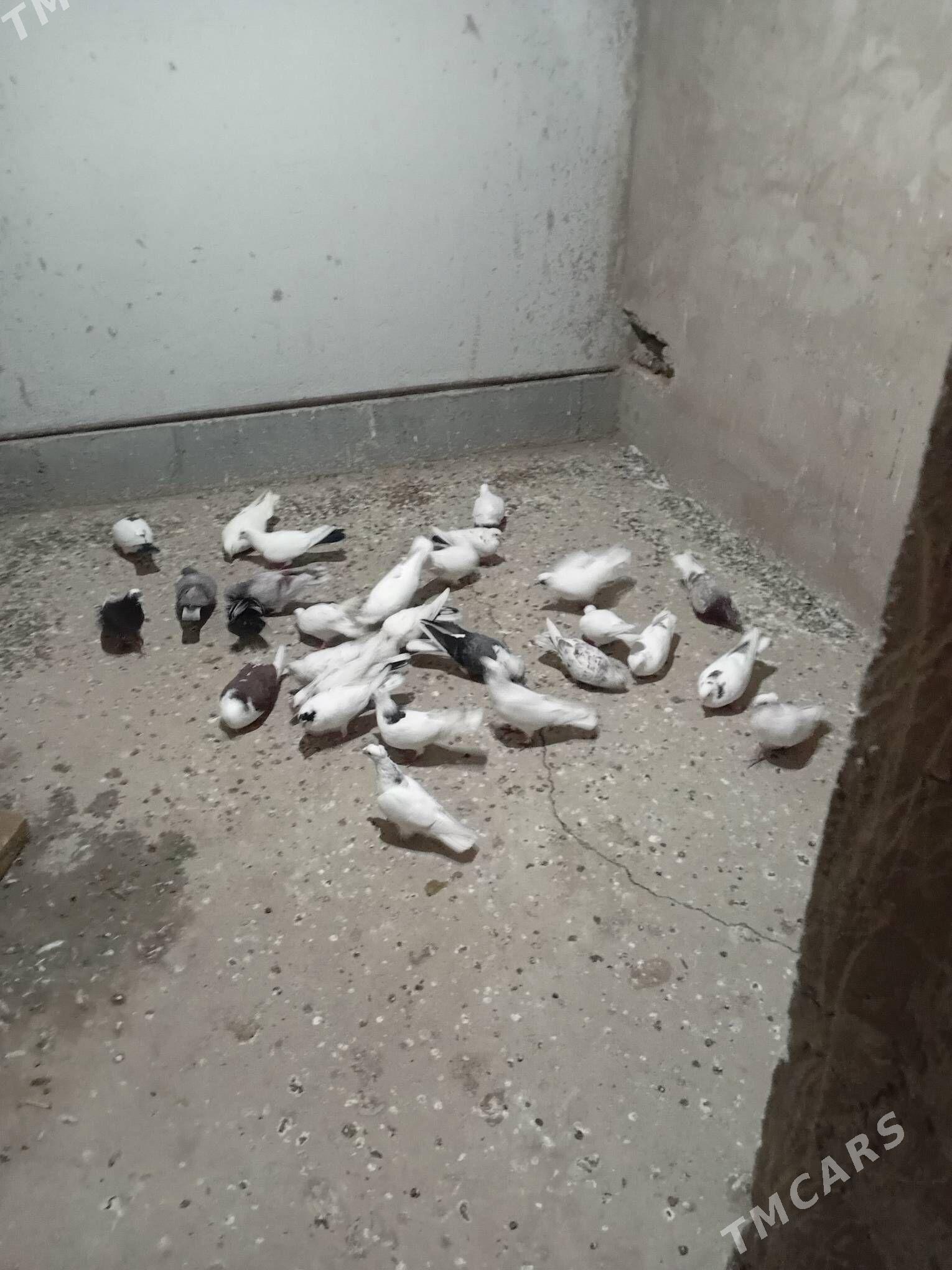 kepter - Daşoguz - img 2