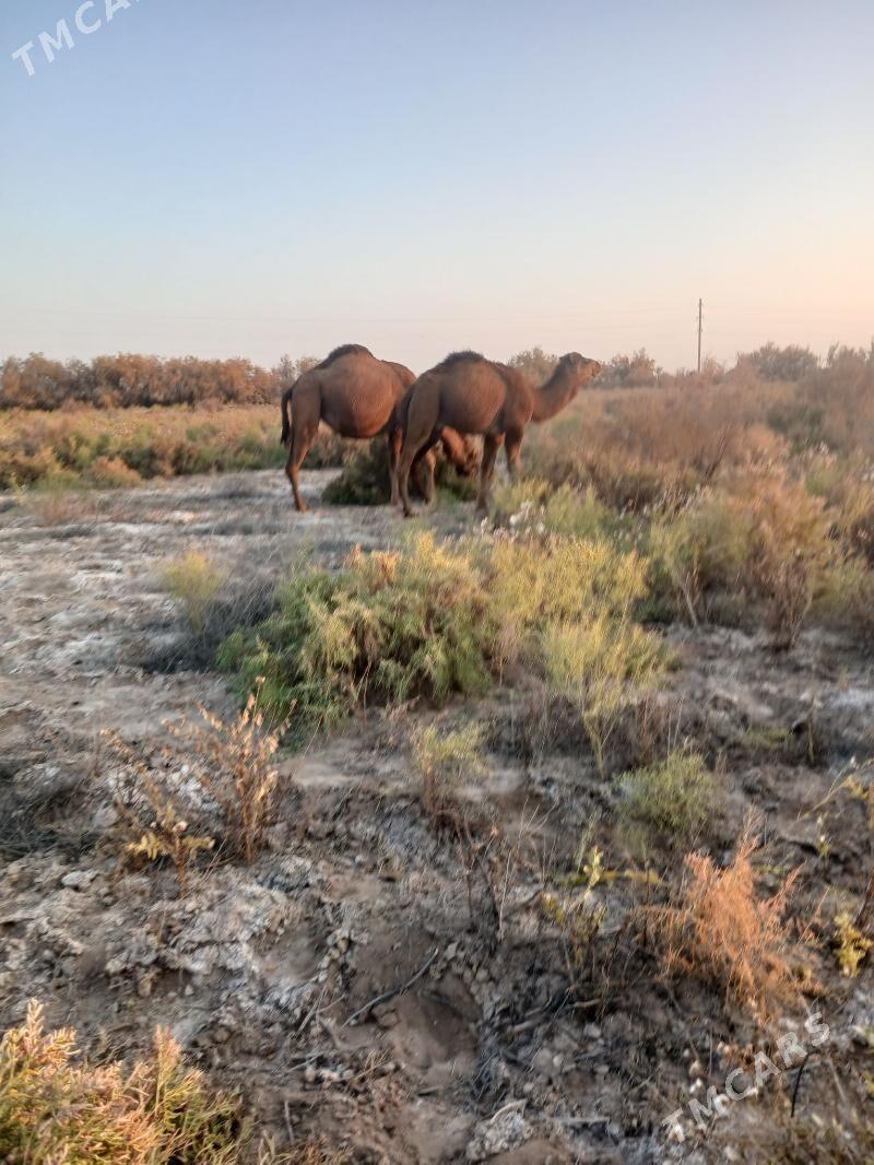 dùÿe - Babadaýhan - img 3