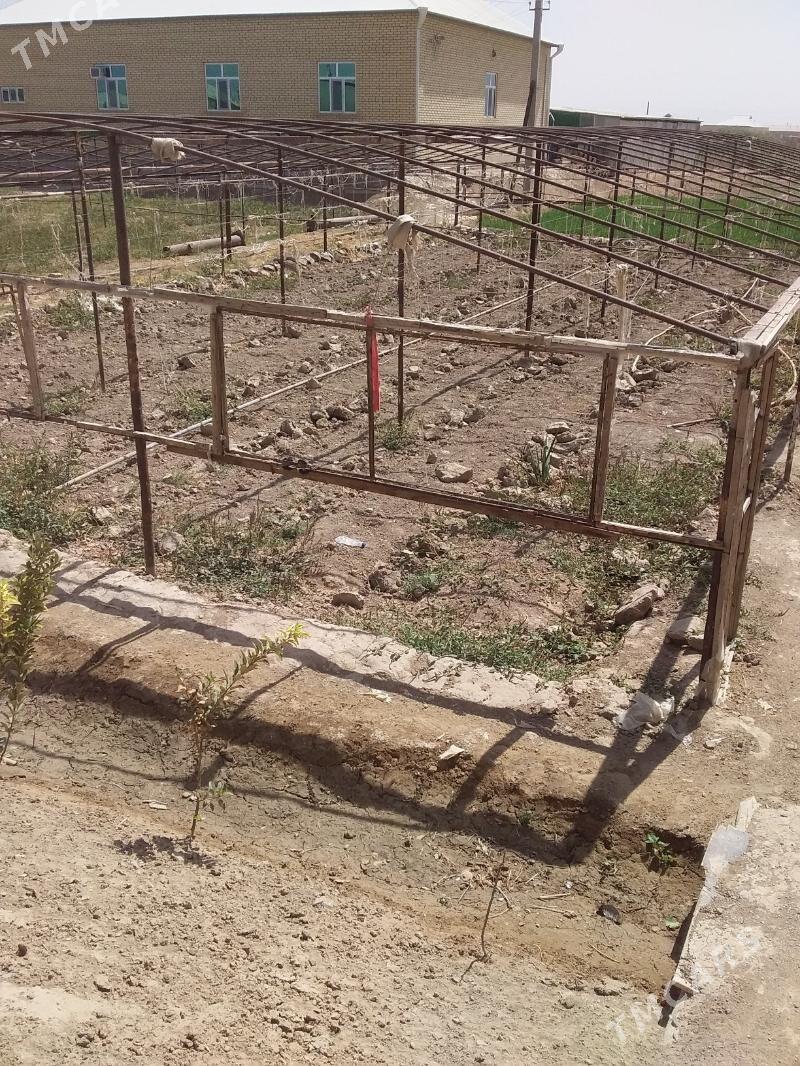 Parnyk ýyladyşhana - Мургап - img 5