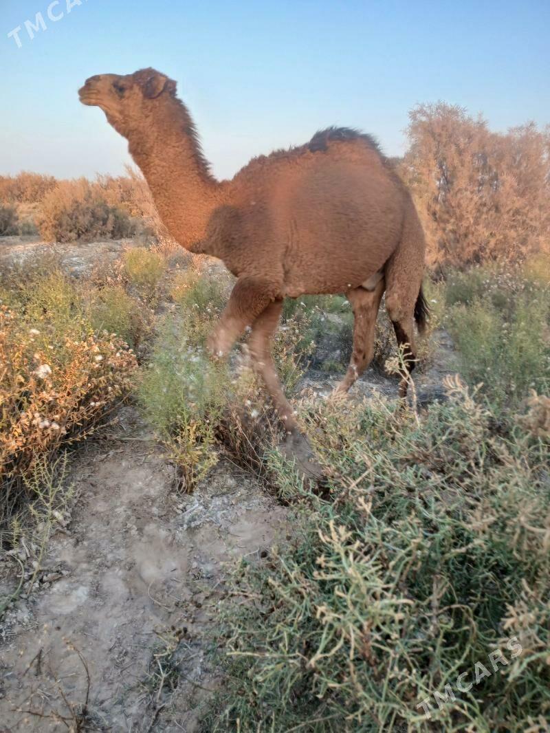 dùÿe - Babadaýhan - img 4