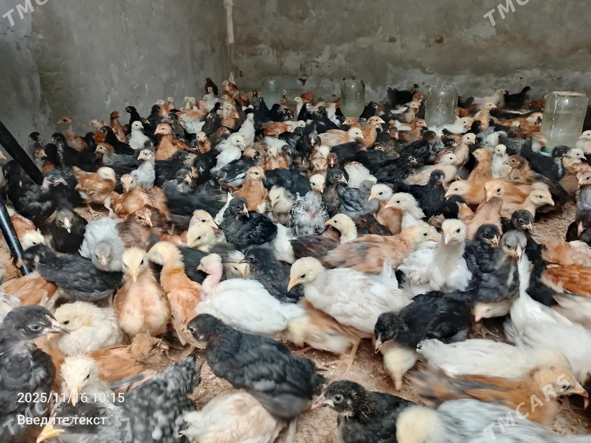 Domasni juyje  - Туркменабат - img 2