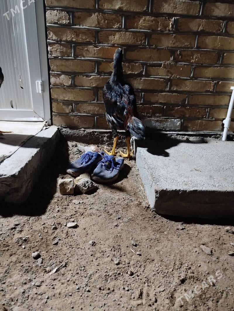 juje - Murgap - img 3