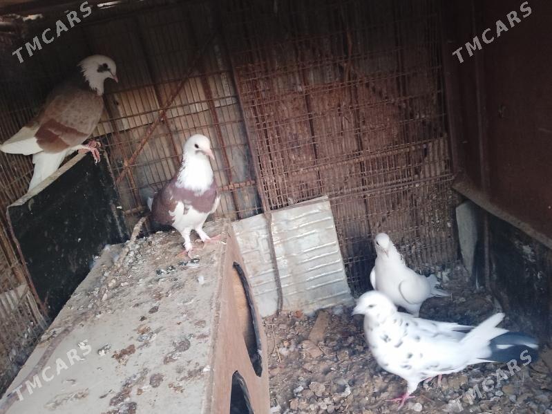 kepderi - Мары - img 3