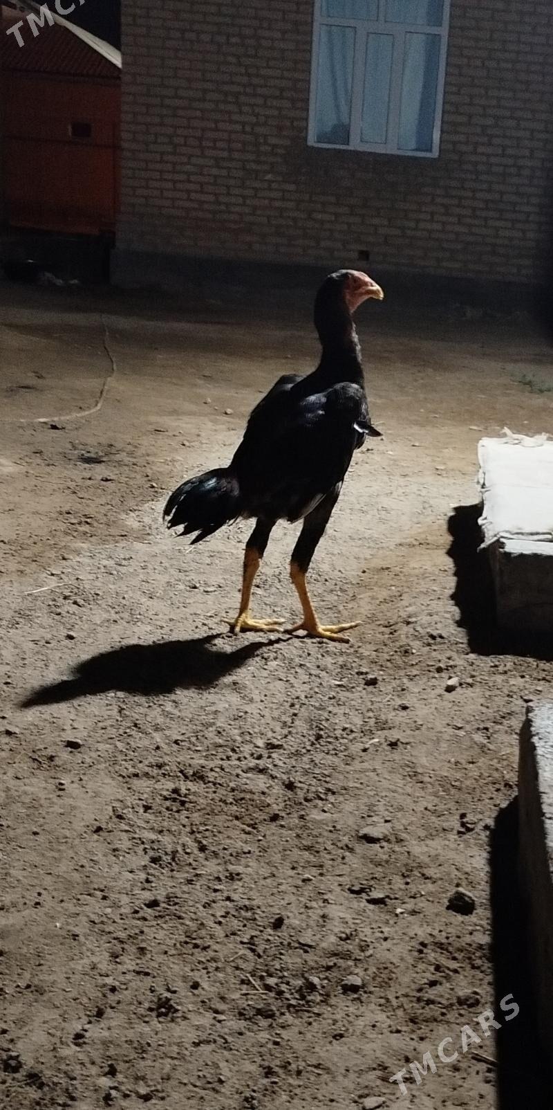 juje - Murgap - img 2