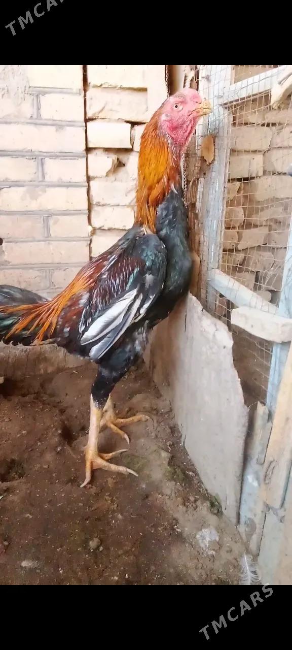 juje - Murgap - img 7