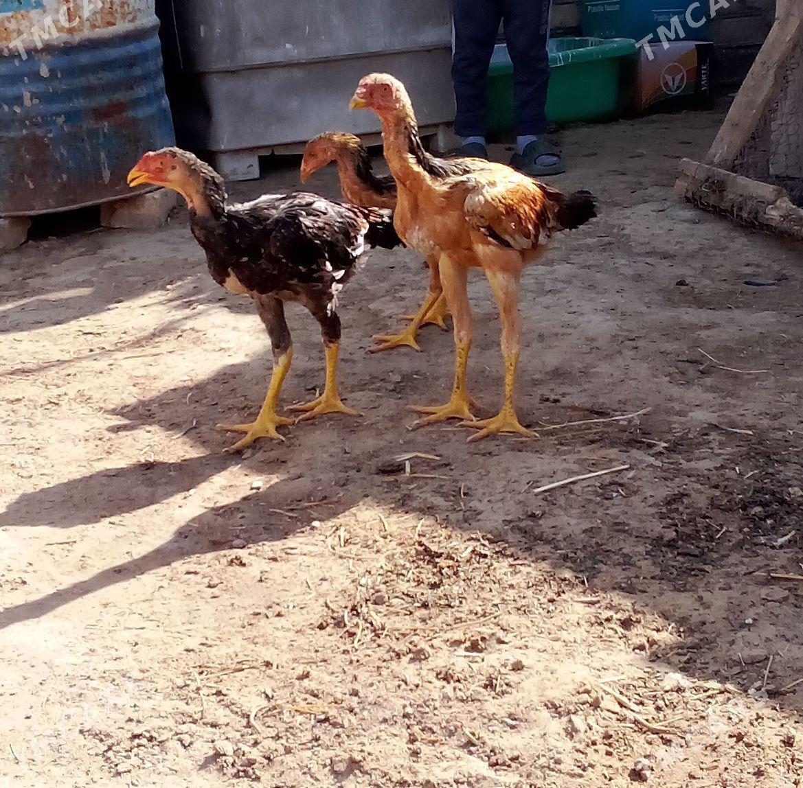 juje - Murgap - img 4