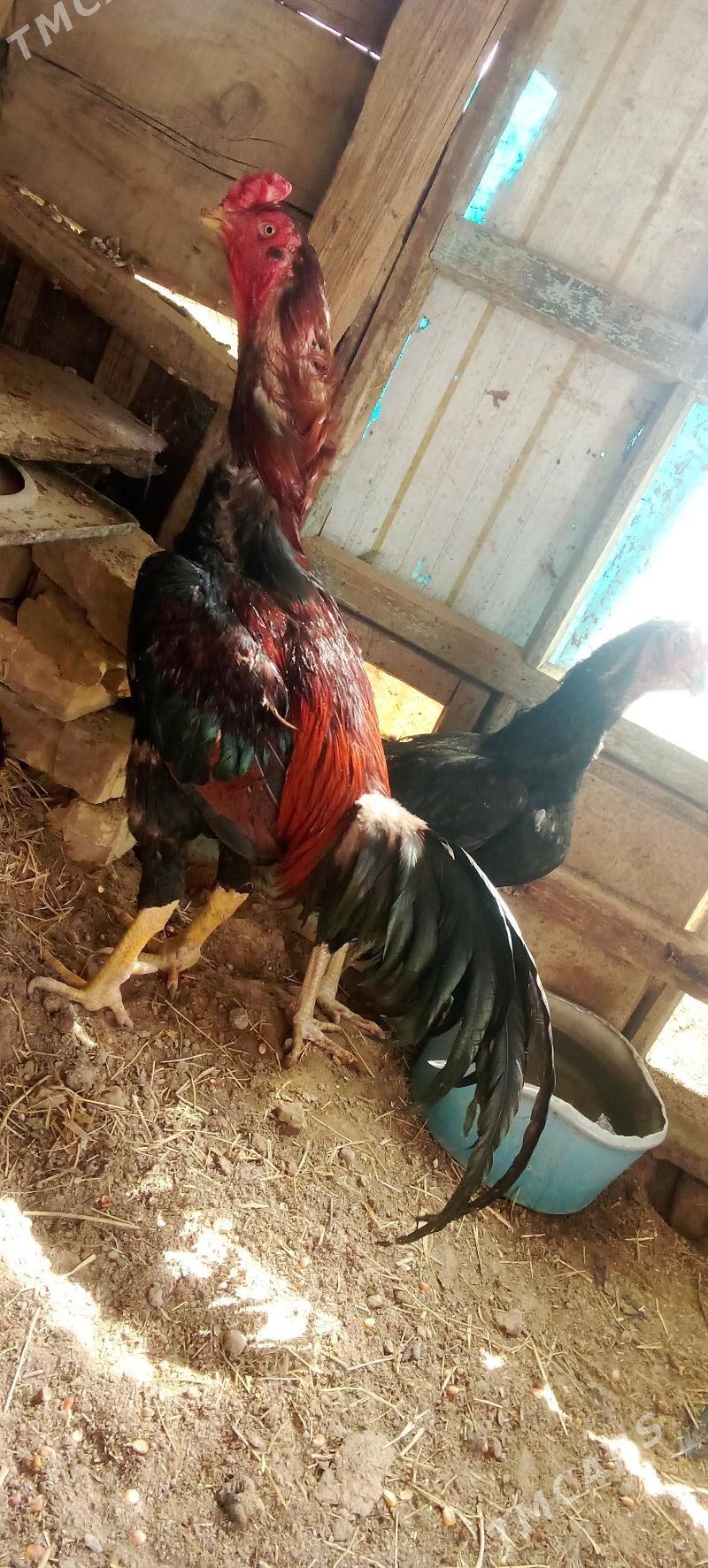 juje - Murgap - img 6