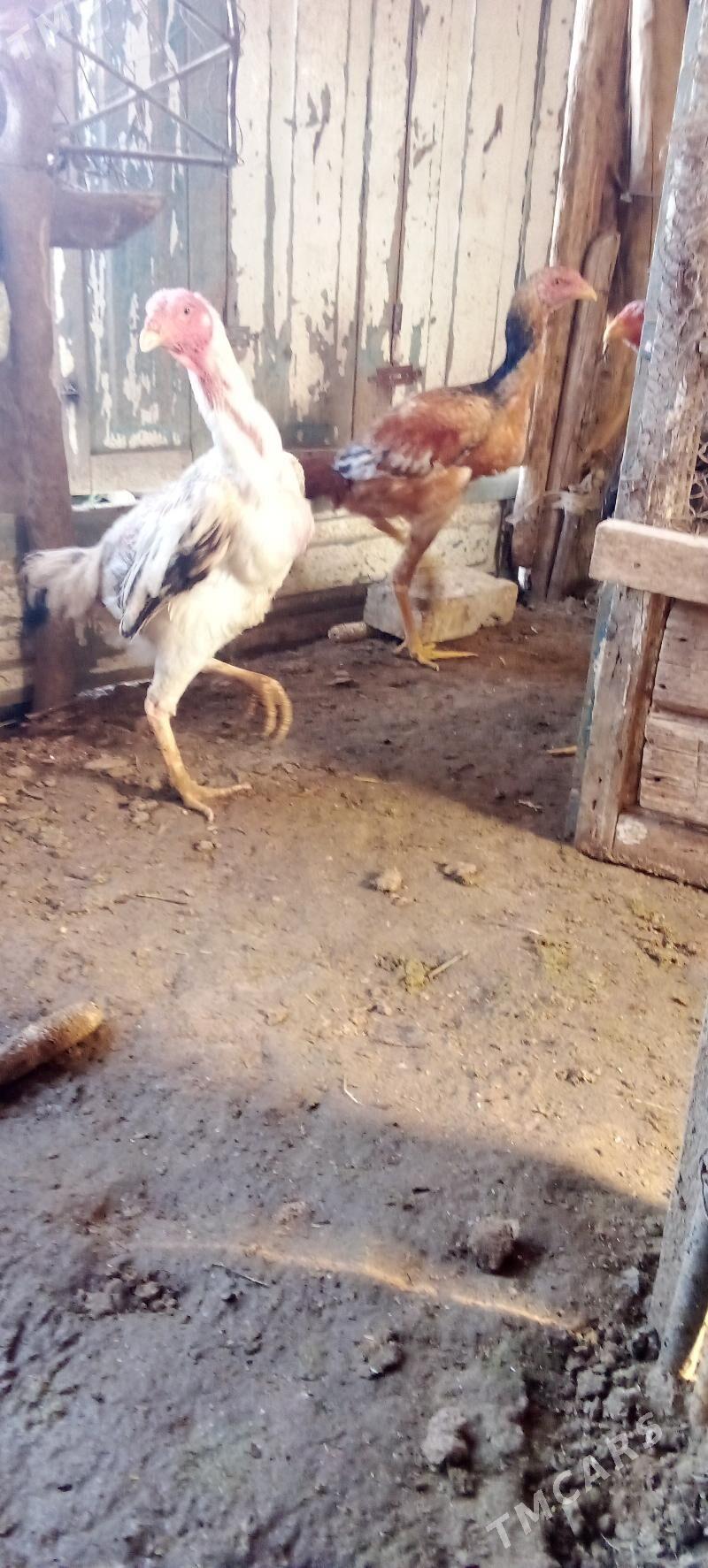 juje - Murgap - img 5