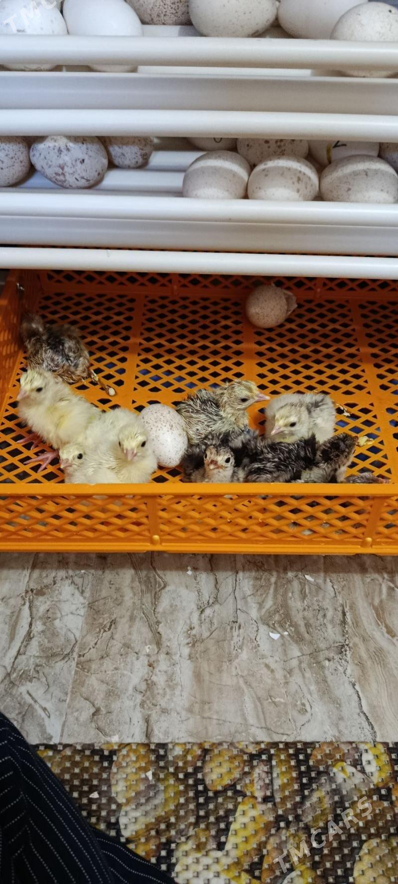 Induk jüje - Мары - img 3