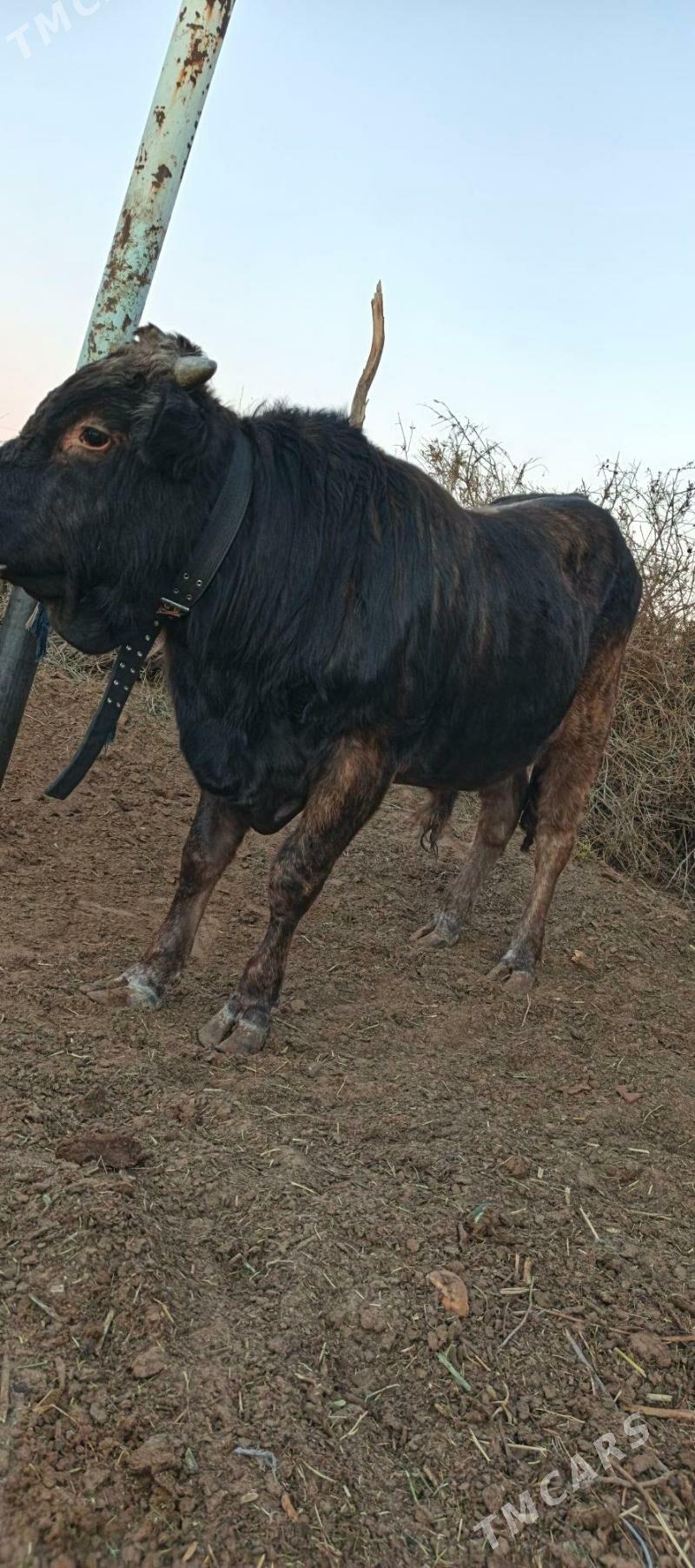 okuz - Ak bugdaý etraby - img 2