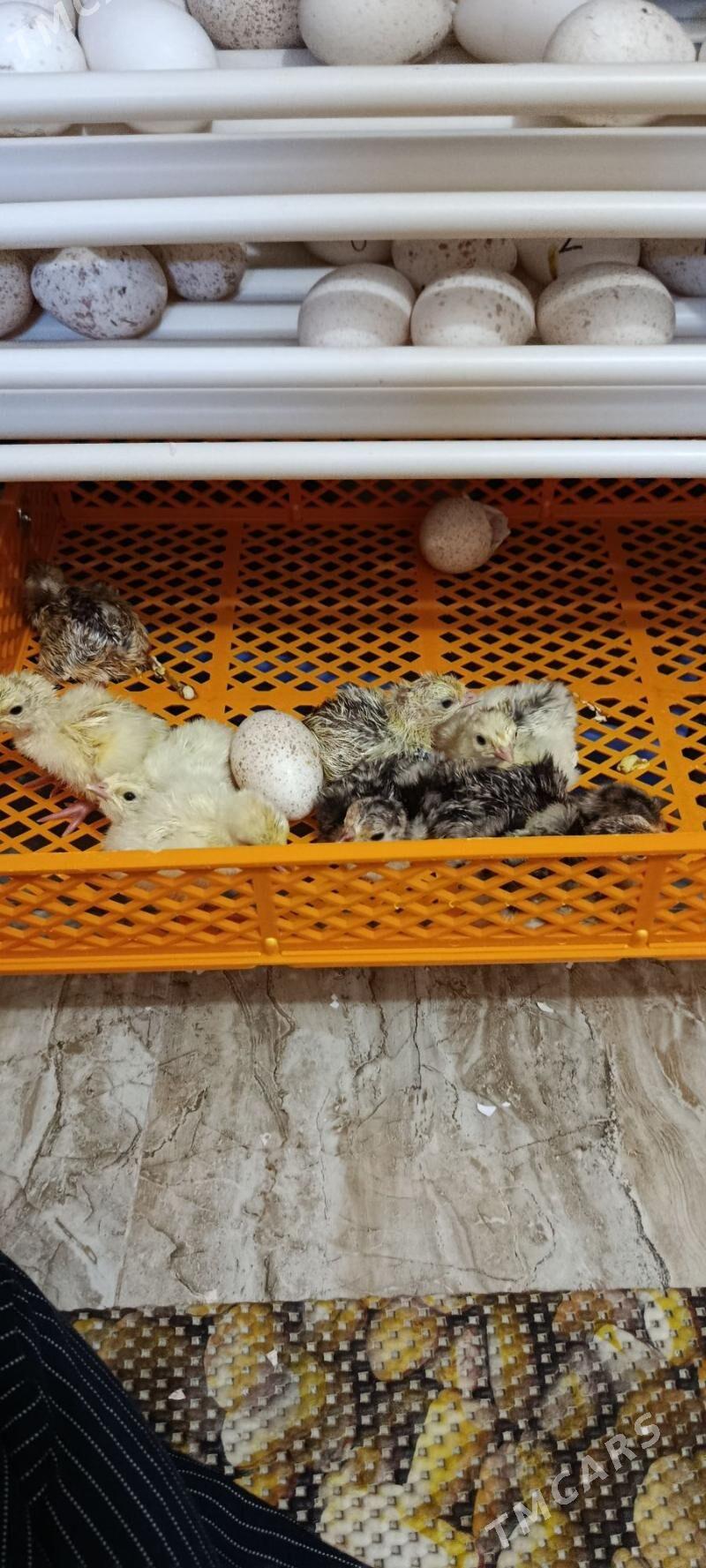 Induk jüje - Мары - img 2