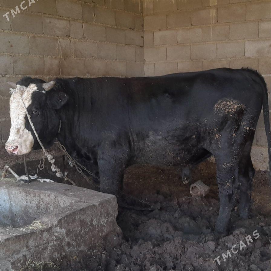 şibes öküz 1.8 aylik - Бахарден - img 1