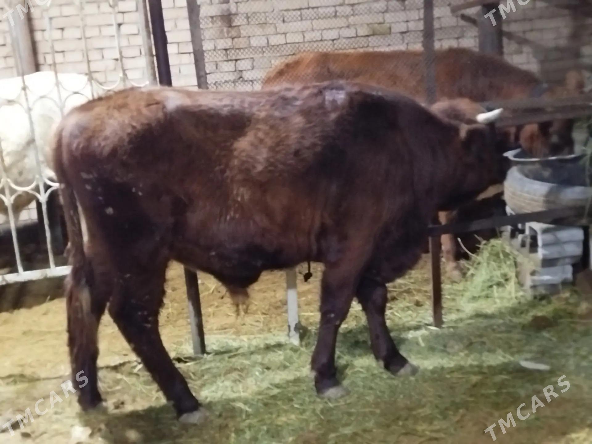 okuz - Aşgabat - img 2